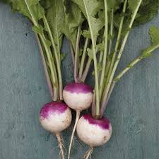 Globe Turnip Vegetable Seeds for Planting – Heirloom Non-GMO Organic Garden Seeds – Smooth Root for Soups and Roasting