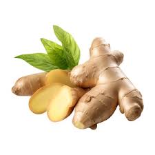 Ginger Vegetable Seeds for Planting – Heirloom Non-GMO Organic Garden Seeds – Spicy Root for Culinary and Medicinal Use