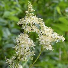 Meadowsweet Plant Seeds for Planting – Heirloom, Non-GMO Medicinal Herb (Filipendula ulmaria)