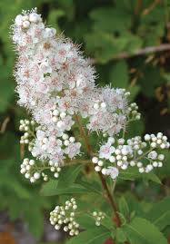 Meadowsweet Plant Seeds for Planting – Heirloom, Non-GMO Medicinal Herb (Filipendula ulmaria)