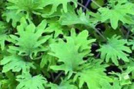 Borecole Vegetable Seeds for Planting – Heirloom Non-GMO Cold-Hardy Greens for Organic Gardens