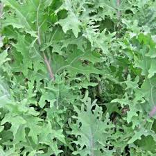 Borecole Vegetable Seeds for Planting – Heirloom Non-GMO Cold-Hardy Greens for Organic Gardens