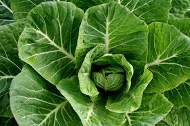 Collard Plant Seeds for Planting – Heirloom Non-GMO High Germination Seeds for Leafy Green Gardens