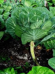 Collard Plant Seeds for Planting – Heirloom Non-GMO High Germination Seeds for Leafy Green Gardens