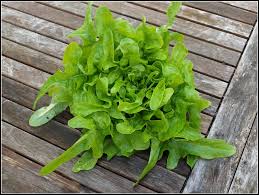 Dubacek Seeds for Planting – Heirloom Non-GMO High Germination Vegetable Seeds for Organic Gardens