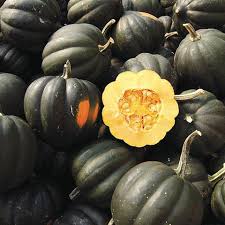 Honey Bear Seeds for Planting – Heirloom Non-GMO High Germination Squash Seeds for Organic Gardens