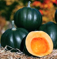 Honey Bear Seeds for Planting – Heirloom Non-GMO High Germination Squash Seeds for Organic Gardens