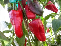 Chilli Peter Pepper Seeds for Planting – Heirloom & Non-GMO, High Germination Organic Seeds for Fiery Homegrown Peppers