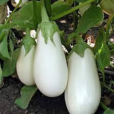 Berenjena Blanca Seeds for Planting – Heirloom Non-GMO High Germination White Eggplant Seeds for Organic Gardens