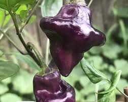 UFO Pepper Seeds for Planting – Heirloom Non-GMO High Germination Seeds for Organic Spicy Gardens