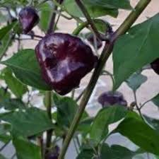 UFO Pepper Seeds for Planting – Heirloom Non-GMO High Germination Seeds for Organic Spicy Gardens
