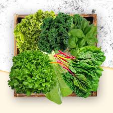 Leafy Vegetable Seeds for Planting – Heirloom & Non-GMO, High Germination Organic Garden Seeds