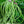 Bean Seeds for Planting – Heirloom, Non-GMO, Organic Garden Seeds, High Germination, Fast-Growing for Vegetable Beds