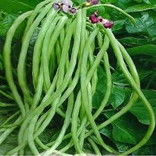 Bean Seeds for Planting – Heirloom, Non-GMO, Organic Garden Seeds, High Germination, Fast-Growing for Vegetable Beds