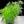 Asparagus Plumosa Seeds for planting – heirloom & Non-GMO seeds, 100 pcs