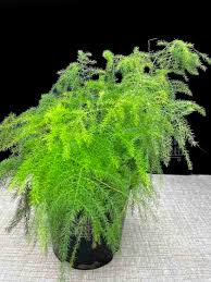 Asparagus Plumosa Seeds for planting – heirloom & Non-GMO seeds, 100 pcs