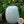Ash Gourd Seeds for Planting – Heirloom, Non-GMO, Traditional Organic Garden Seeds with High Germination and Versatile Culinary Use