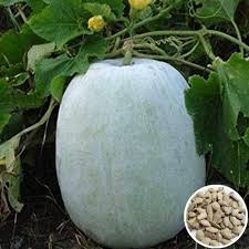 Ash Gourd Seeds for Planting – Heirloom, Non-GMO, Traditional Organic Garden Seeds with High Germination and Versatile Culinary Use