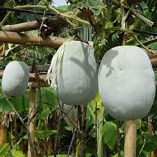 Ash Gourd Seeds for Planting – Heirloom, Non-GMO, Traditional Organic Garden Seeds with High Germination and Versatile Culinary Use