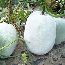 Ash Gourd Seeds for Planting – Heirloom, Non-GMO, Traditional Organic Garden Seeds with High Germination and Versatile Culinary Use