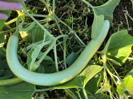 Cucuzzi Gourd Seeds for Planting – Heirloom & Non-GMO, High Germination Organic Garden Seeds