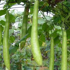Cucuzzi Gourd Seeds for Planting – Heirloom & Non-GMO, High Germination Organic Garden Seeds