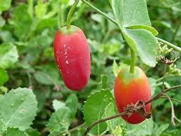 Coccinia Seeds for Planting – Heirloom & Non-GMO, High Germination Organic Garden Seeds