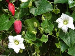 Coccinia Seeds for Planting – Heirloom & Non-GMO, High Germination Organic Garden Seeds
