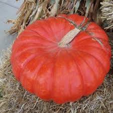 Large Pumpkin Seeds for Planting – Heirloom, Non-GMO, High Germination Organic Garden Seeds for Carving & Cooking