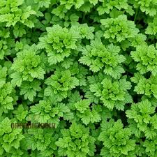 French Chervil Seeds for Planting – Heirloom, Non-GMO Culinary Herb (Anthriscus cerefolium)