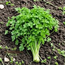 Chervil Seeds for Planting – Heirloom & Non-GMO, High Germination Organic Garden Seeds