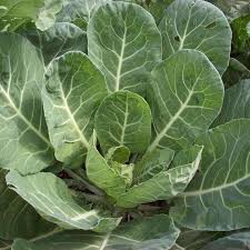 VATES Collards Seeds for Planting – Heirloom & Non-GMO, High Germination Organic Garden Seeds