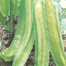 Winged Bean Seeds for Planting – Heirloom & Non-GMO, High Germination Organic Garden Seeds