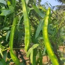 Winged Bean Seeds for Planting – Heirloom & Non-GMO, High Germination Organic Garden Seeds