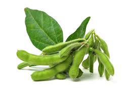 Soybean Seeds for Planting – Heirloom & Non-GMO, High Germination Organic Garden Seeds