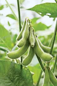 Soybean Seeds for Planting – Heirloom & Non-GMO, High Germination Organic Garden Seeds