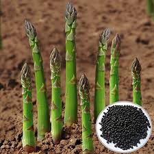 Asparagus Plant Seeds for Planting – Heirloom & Non-GMO, High Germination Organic Seeds for Perennial Vegetable Gardens