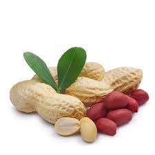 Groundnut Plant Seeds for Planting – Heirloom & Non-GMO, High Germination Organic Seeds for Edible Gardening Projects