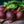 Beet Seeds for Planting – Heirloom & Non-GMO, High Germination Organic Garden Seeds