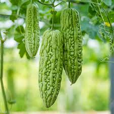 Indian Bitter Gourd Seeds for Planting – Heirloom Non-GMO Organic Garden Seeds – Ideal for Traditional Medicinal Gardens