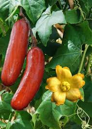 Cassabanana Seeds for Planting – Heirloom, Non-GMO, Tropical Fruit Organic Garden Seeds with High Germination and Unique Aroma