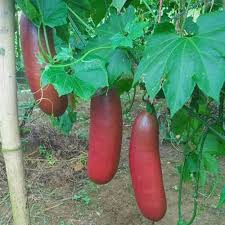 Cassabanana Seeds for Planting – Heirloom & Non-GMO, High Germination Organic Garden Seeds