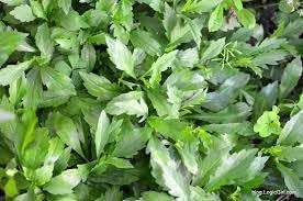 Kalimeris Seeds for Planting – Heirloom & Non-GMO, High Germination Organic Garden Seeds