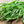 Beans Vegetable Seeds for Planting – Heirloom & Non-GMO, High Germination Organic Seeds for Climbing Legumes and High-Yield Harvests