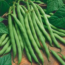 Bean Seeds for Planting – Heirloom, Non-GMO, Organic Garden Seeds, High Germination, Fast-Growing for Vegetable Beds