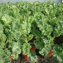 Kale Seeds for Planting – Heirloom & Non-GMO, High Germination Organic Garden Seeds for Healthy Hardy Greens