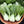 Army Green Choi Bok Choy Seeds for Planting – Heirloom, Non-GMO, High Germination, Leafy Greens for Garden Beds