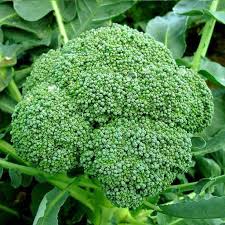 Broccolini Seeds for Planting – Heirloom Hybrid & Non-GMO, High Germination Organic Garden Seeds