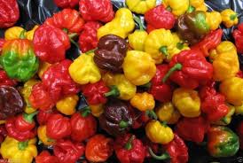 Scotch Bonnet Pepper Seeds for Planting – Heirloom & Non-GMO, High Germination Organic Garden Seeds