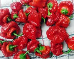 Scotch Bonnet Pepper Seeds for Planting – Heirloom & Non-GMO, High Germination Organic Garden Seeds